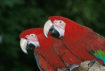 Red and Green Macaw, ara chloroptera, Adults © slowmotiongli