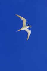 Swift Tern, sterna bergii, Adult in Flight, with Fish in Beak, Australia