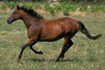 Anglo Arab Horse Galloping throught Meadow