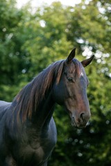 English Thoroughbred Horse, Portrait of Male