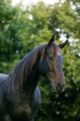 Fototapeta premium English Thoroughbred Horse, Portrait of Male