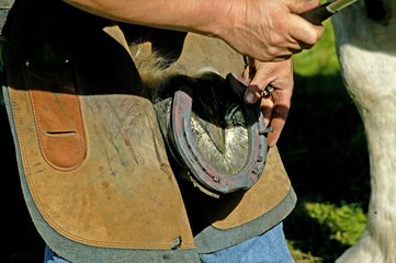 Blacksmith with Percheron Horse, Hitting Nail into newly fitted Horses Shoe