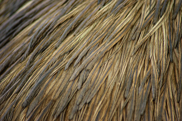 texture background of Ostrich bird brown feather