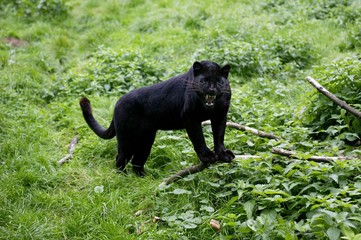 Black Panther, panthera pardus, Adult snarling in Defensive Posture