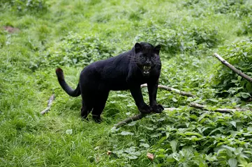 Fototapete Black Panther, panthera pardus, Adult snarling in Defensive Posture © slowmotiongli