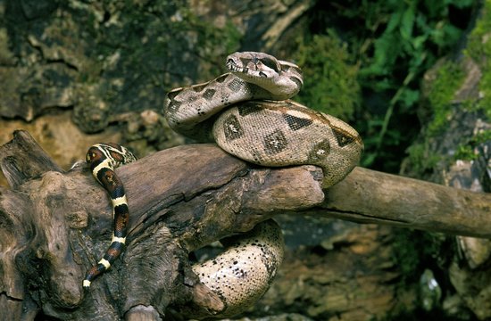 Boa Constrictor, boa constrictor, Adult standing on Branch