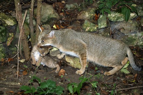 Jungle Cat, felis chaus, Female carrying Cub in Mouth