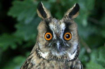 Long Eared Owl, asio otus, Portrait of Adult, Normandy