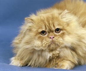 Red Tabby Persian Domestic Cat, Adult laying against Blue Background
