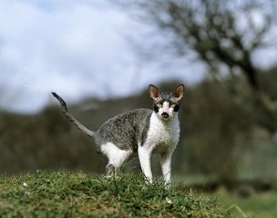 Cornish Rex Domestic Cat, Adult standing on Grass
