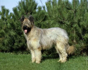 Briard Dog standing on Grass (Old Standard Breed with Cut Ears)