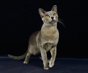 Blue Burmese Domestic Cat, Adult standing on Back Background
