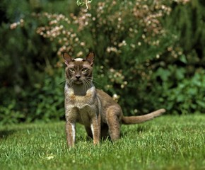 Chocolate Burmese Domestic Cat, Adult standing on Grass