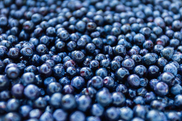 Surface is covered with a thick layer of forest blueberries, moorland harvest. Natural background. Vaccinium uliginosum (bog bilberry, bog blueberry, northern bilberry or western blueberry).