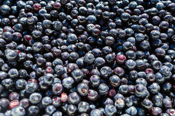 Surface is covered with a thick layer of forest blueberries, moorland harvest. Natural background. Vaccinium uliginosum (bog bilberry, bog blueberry, northern bilberry or western blueberry).