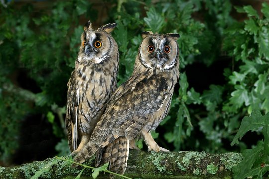Long Eared Owl, asio otus, Adults standing on Branch, Normandy