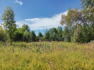 Fototapeta premium sunny glade near the trees on the background of the blue sky with clouds