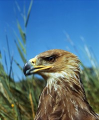Imperial Eagle, aquila heliaca, Portrait of Adult