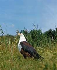 African Fish Eagle, haliaeetus vocifer, Adult standing on Grass
