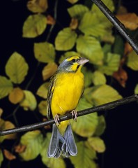 Yellow-Fronted Canary, serinus mozambicus, Adult standing on Branch
