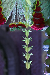 Plam leaf flower decorations are hanging in wedding 
 hall entrance