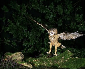 European Eagle Owl, asio otus, Adult in Flight, Landing