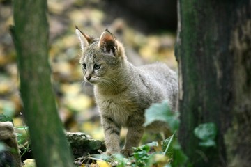 Naklejka premium Jungle Cat, felis chaus, Cub