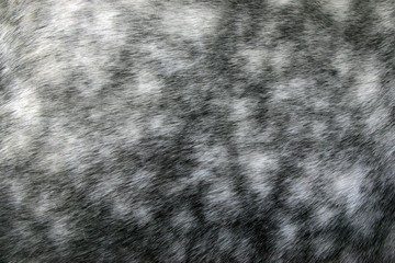 Percheron Horse, a Draft horse from France, Close up of Skin