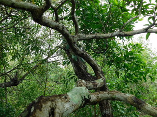 With Plants and Leaves in a thin forest a natural view