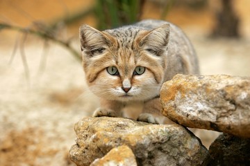 Sand Cat, felis margarita, Adult among Rocks