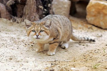 Sand Cat, felis margarita, Adult