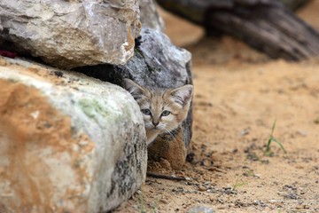 Fototapeta na wymiar Sand Cat, felis margarita, Adult hidden in Stones