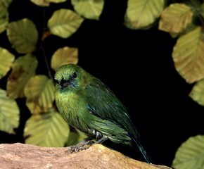 Tanager Bird, Bird from South America