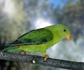 Eclectus Parrot, eclectus roratus, Male standing on Branch