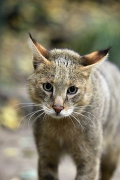 Jungle Cat, felis chaus, Portrait of Adult