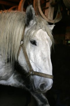 Percheron Horse with Halter, a Draft horse from France