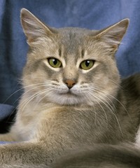 Blue Somali Domestic Cat, Portrait of Adult