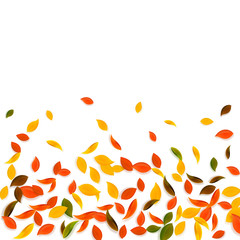 Falling autumn leaves. Red, yellow, green, brown c