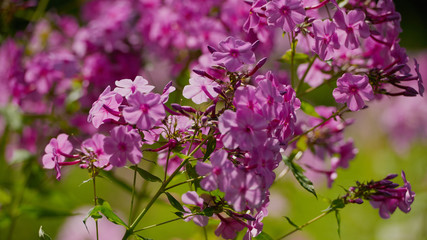 on a vast green field grow fragrant summer red flowers