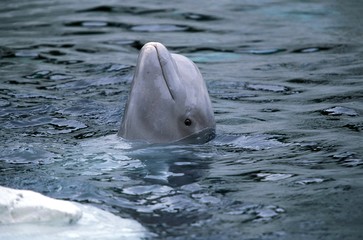 Naklejka premium Beluga Whale or White Whale, delphinapterus leucas, Head of Adult emerging from Water