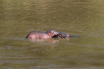 Hippopotamus, hippopotamus amphibius, Young on the Back of the Female, River in Masai Mara Park,...
