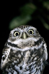Little Owl, athene noctua, Adult