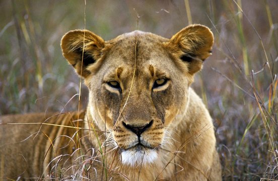 African Lion, panthera leo, Portrait of Female, Kenya