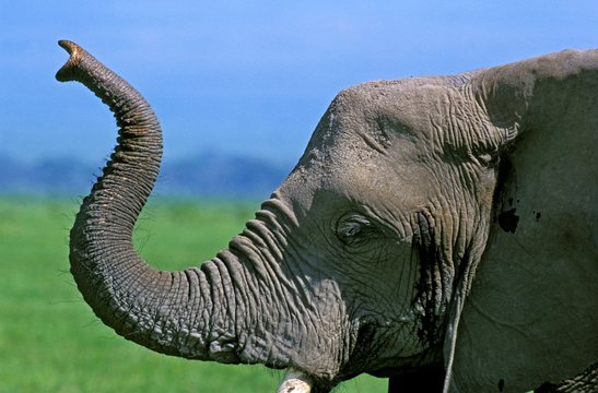 African Elephant, loxodonta africana, Adult Smelling with Trump up, Masai Mara Park in Kenya