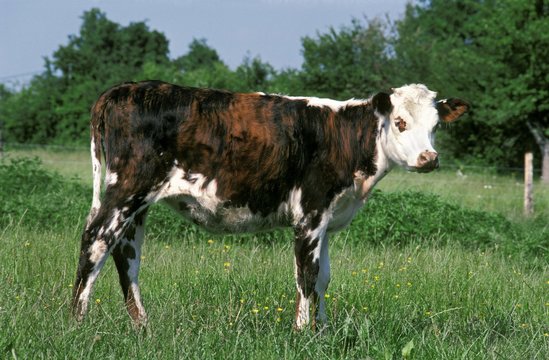 Normandy Cattle, Heifer standing in Meadow, Calvados in France