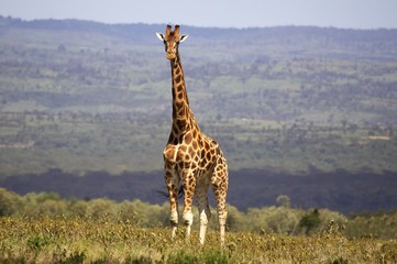 Rotschild's Giraffe, giraffa camelopardalis rothschildi, Adult, Nakuru Park in Kenya