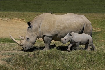 Obraz premium White Rhinoceros, ceratotherium simum, Female with Calf, Nakuru park in Kenya