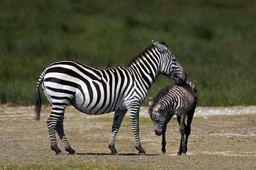 Fototapeta na wymiar Grant's Zebra, equus burchelli boehmi, Mare with Foal, Nakuru Park in Kenya