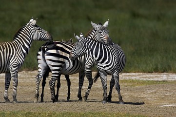 Fototapeta na wymiar Grant's Zebra, equus burchelli boehmi, Grooming each other, Nakuru Park in Kenya