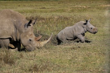 Obraz premium White Rhinoceros, ceratotherium simum, Female with Calf, Nakuru park in Kenya